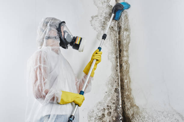 Professional Mold Removal in Southgate, MI