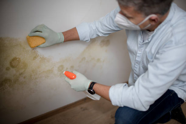 Best Black Mold Removal  in Southgate, MI