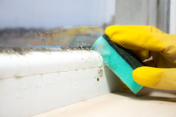Best Attic Mold Removal  in Southgate, MI
