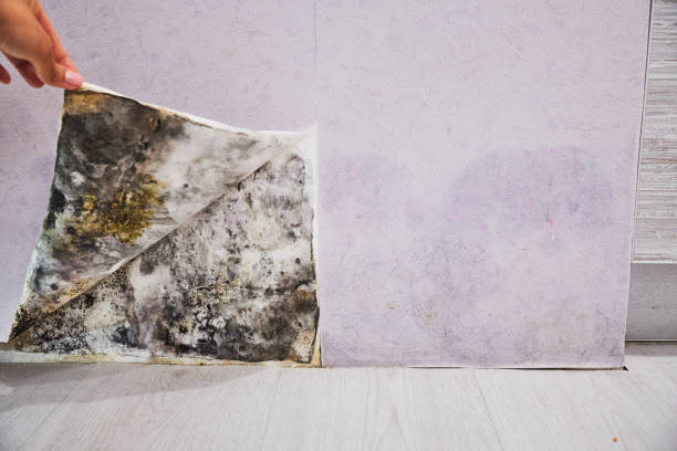 Office Mold Removal Services in Southgate, MI